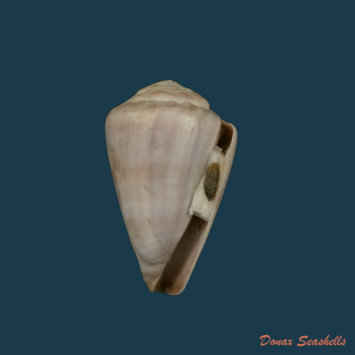 copia-de-conus-marimaris-tenorio-abalde-zardoya-2018-44-1mm