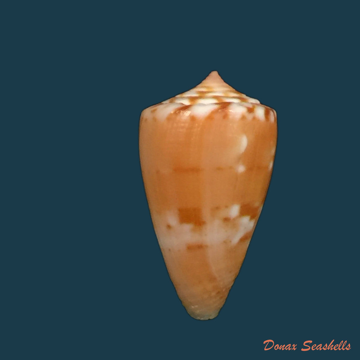copia-de-conus-mauricioi-coltro-2004