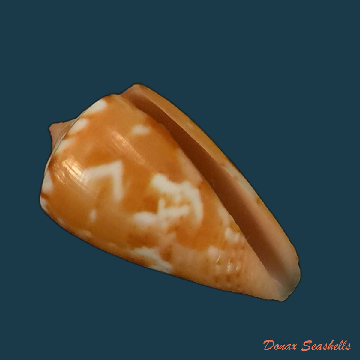 copia-de-conus-mauricioi-coltro-2004