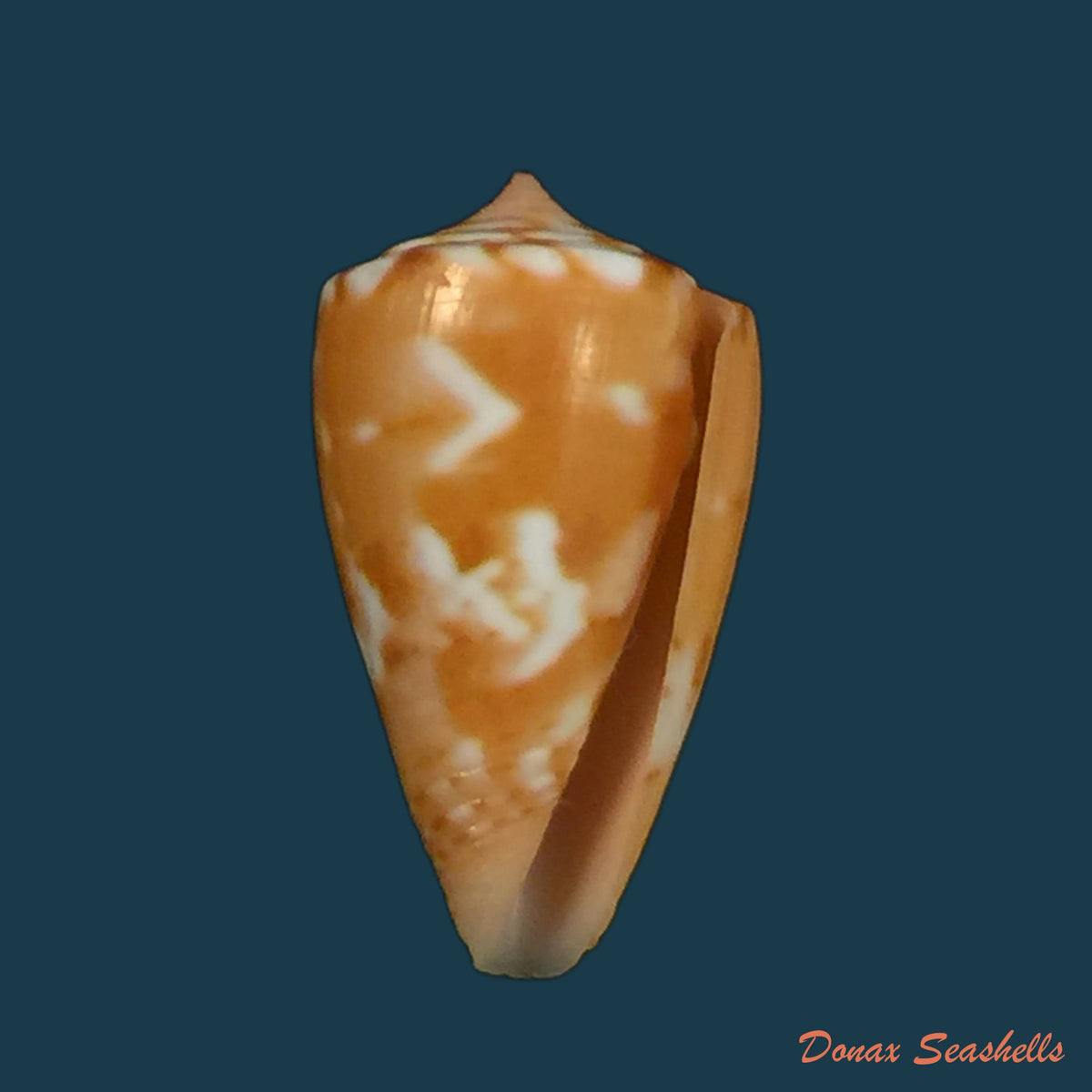 copia-de-conus-mauricioi-coltro-2004