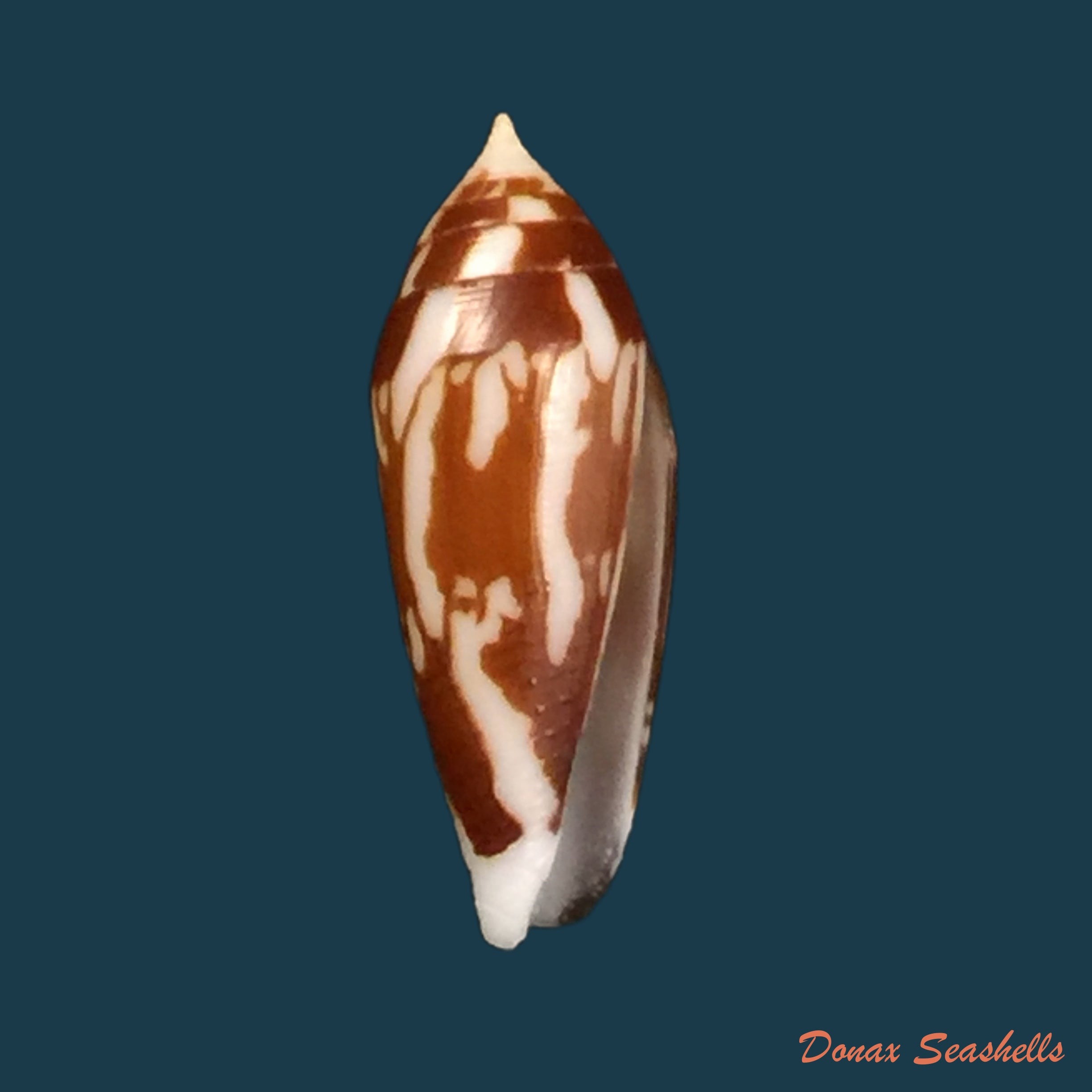 copia-de-conus-mitratus-hwass-1792