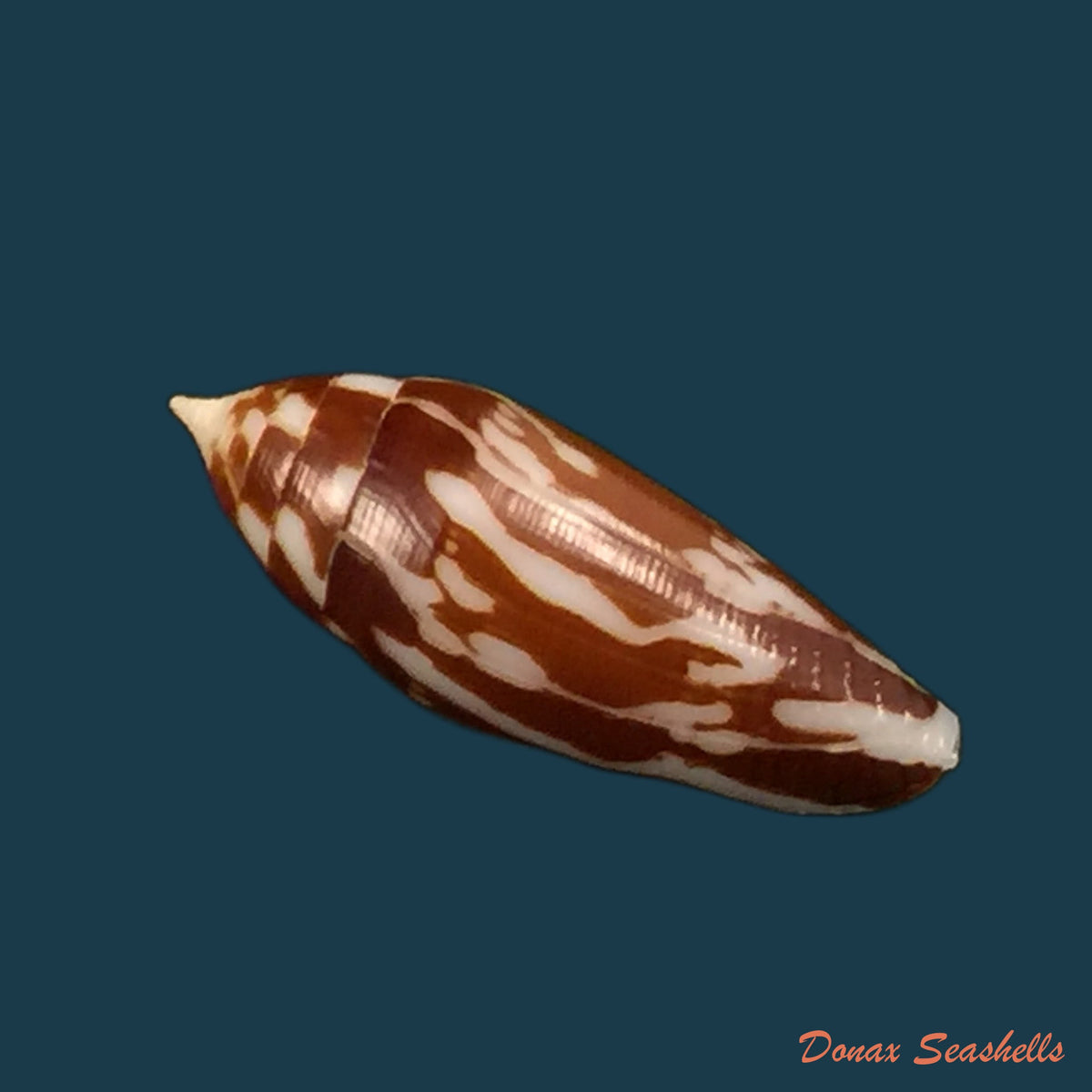 copia-de-conus-mitratus-hwass-1792
