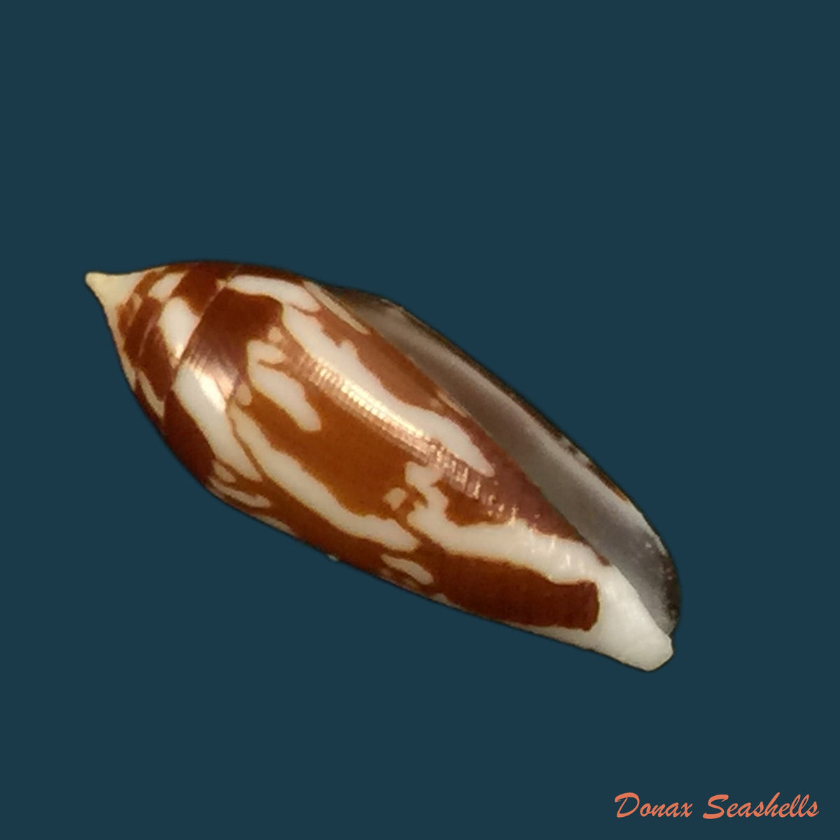 copia-de-conus-mitratus-hwass-1792