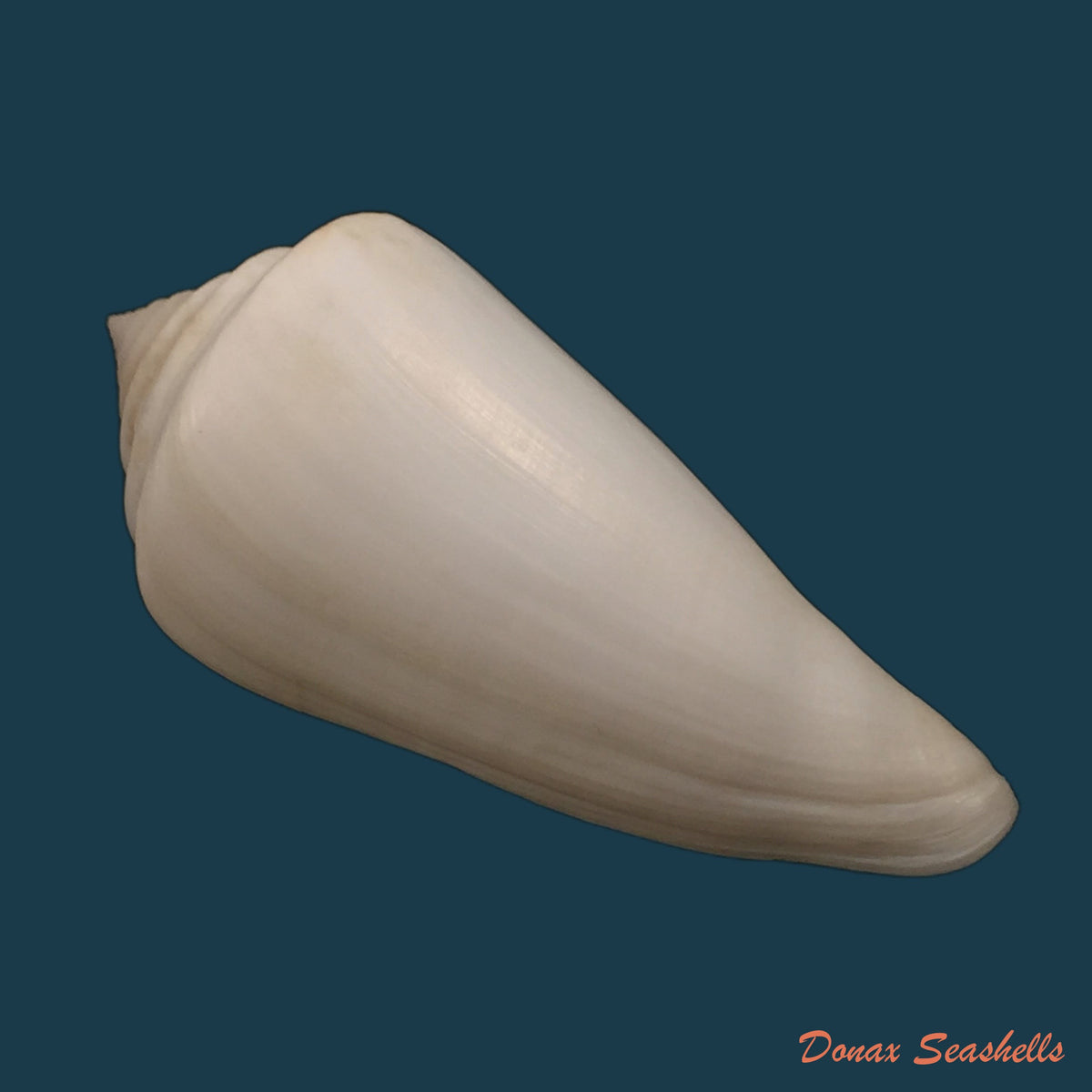 copia-de-conus-nobilis-victor-broderip-1842-47-7mm