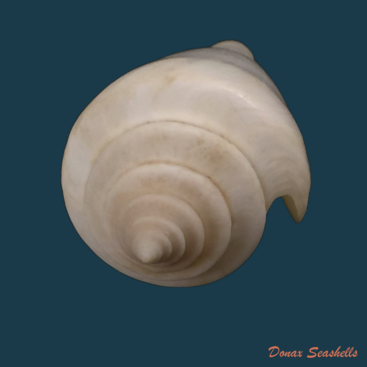 copia-de-conus-nobilis-victor-broderip-1842-47-7mm