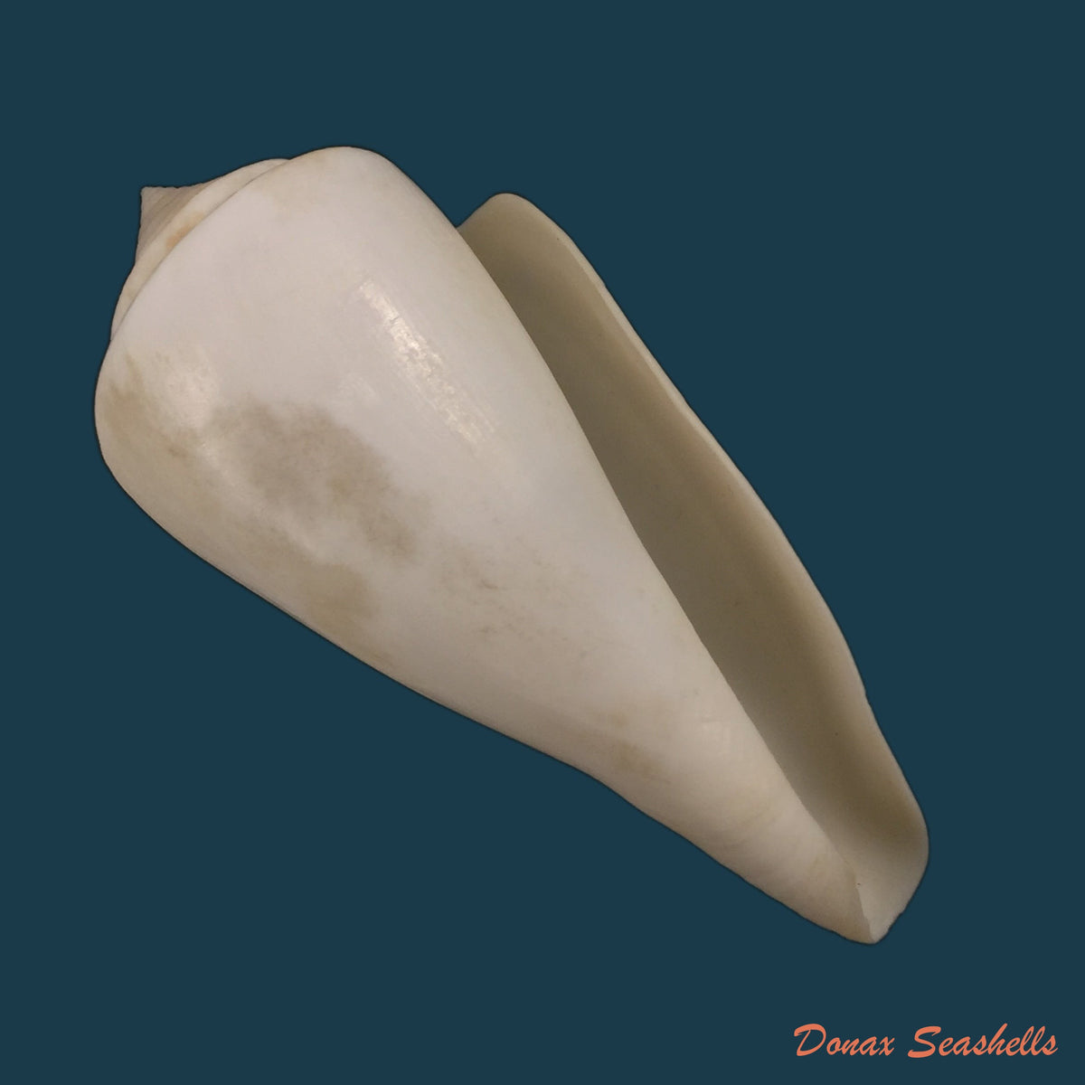 copia-de-conus-nobilis-victor-broderip-1842-47-7mm