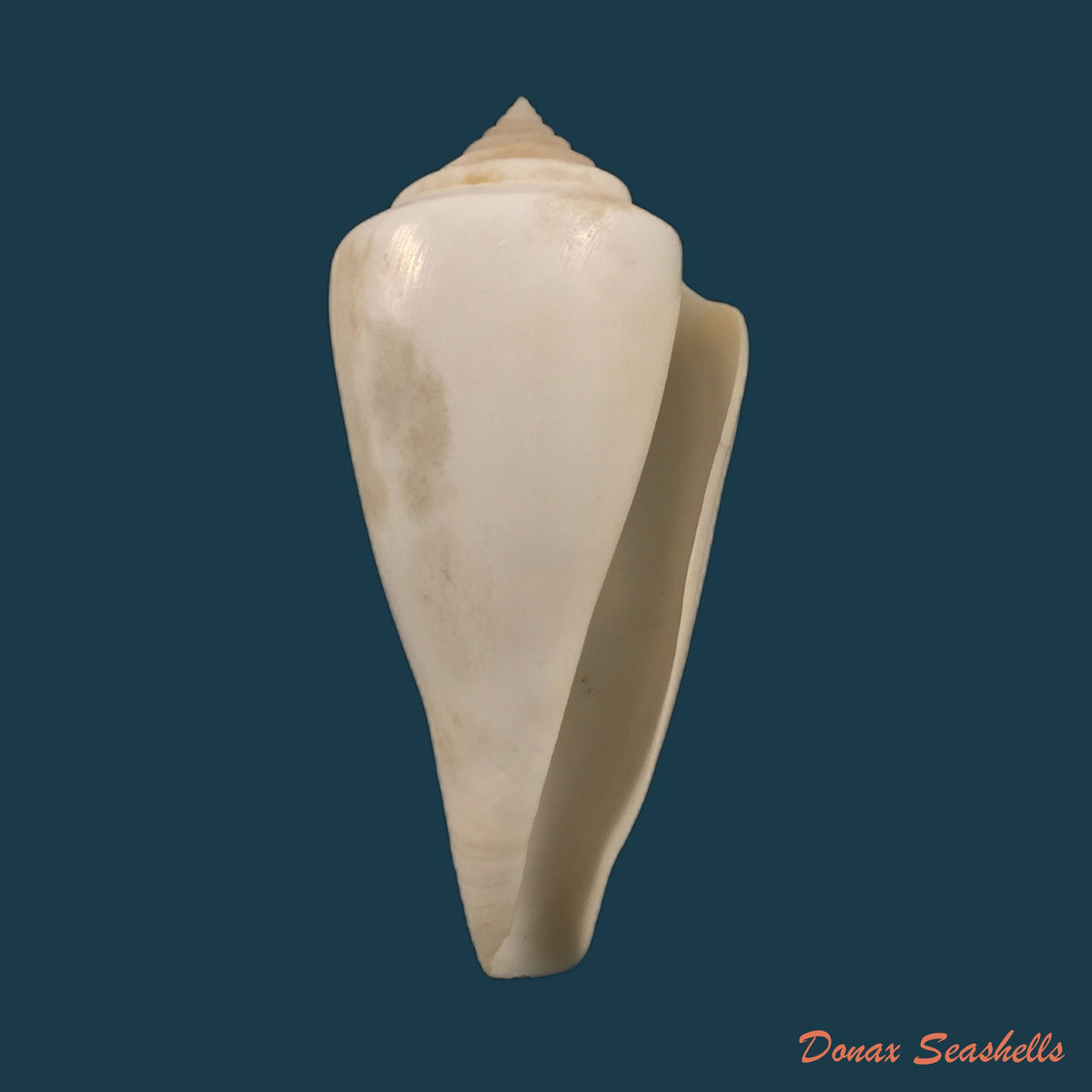 copia-de-conus-nobilis-victor-broderip-1842-47-7mm