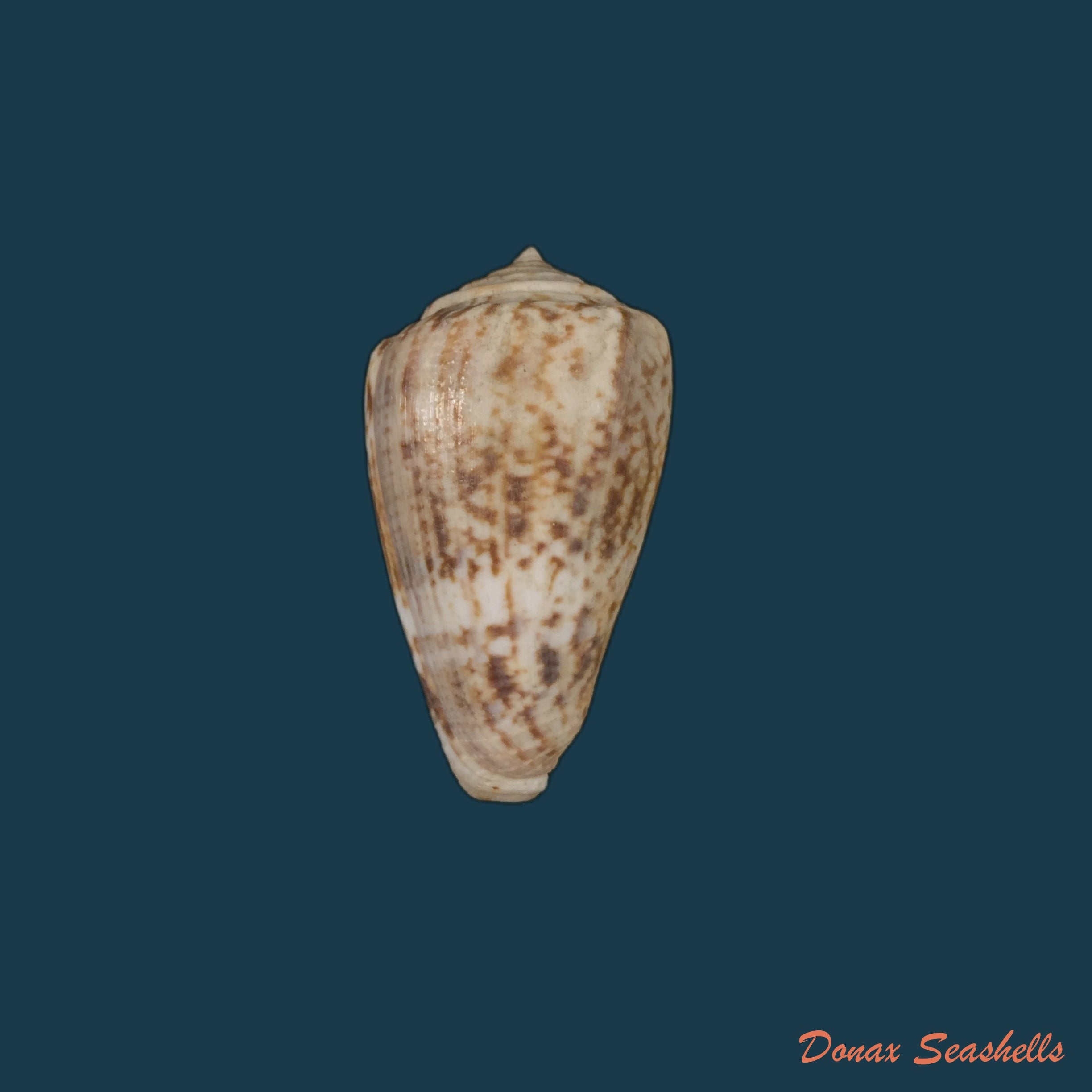 copia-de-conus-nussatella-linnaeus-1758-47-7mm