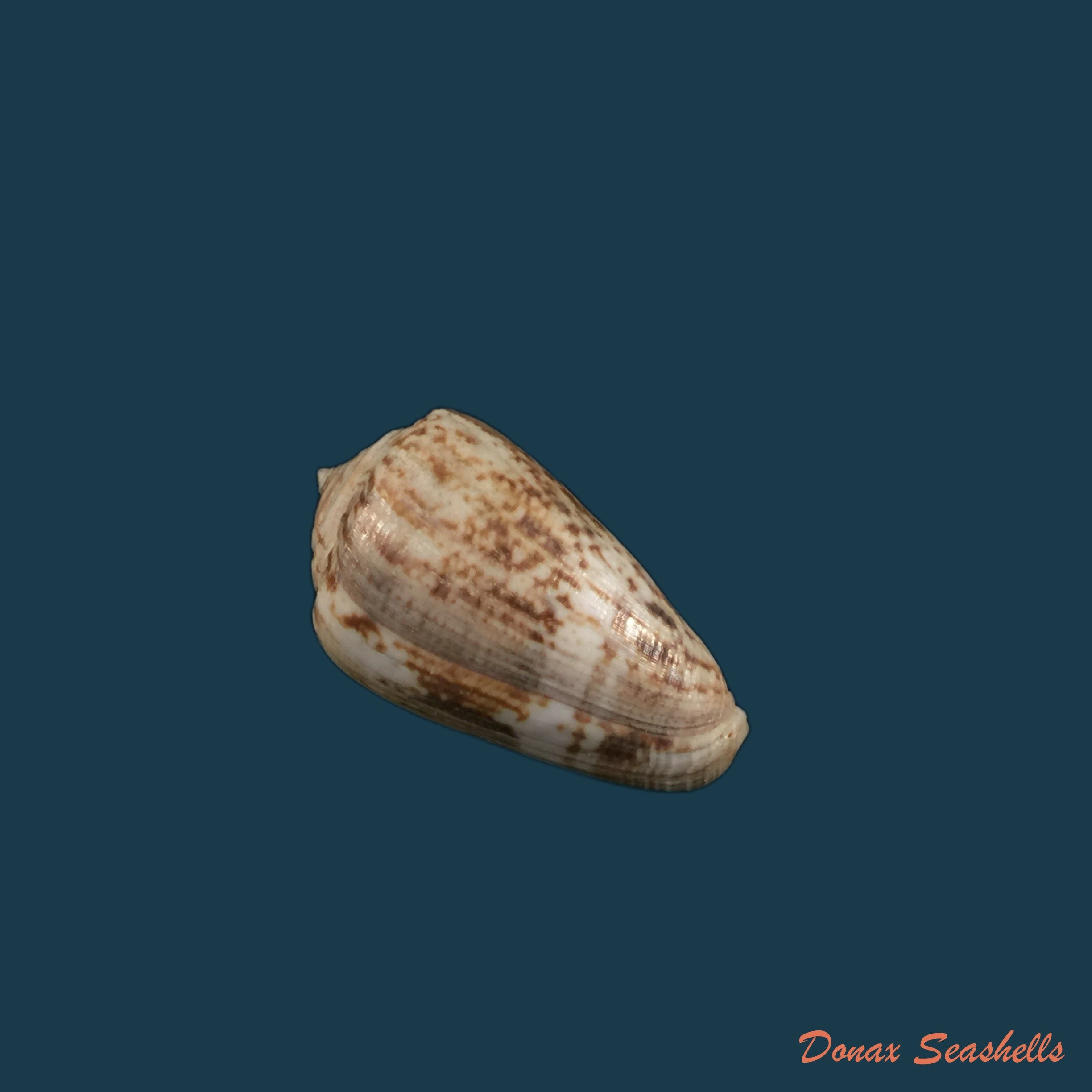 copia-de-conus-nussatella-linnaeus-1758-47-7mm
