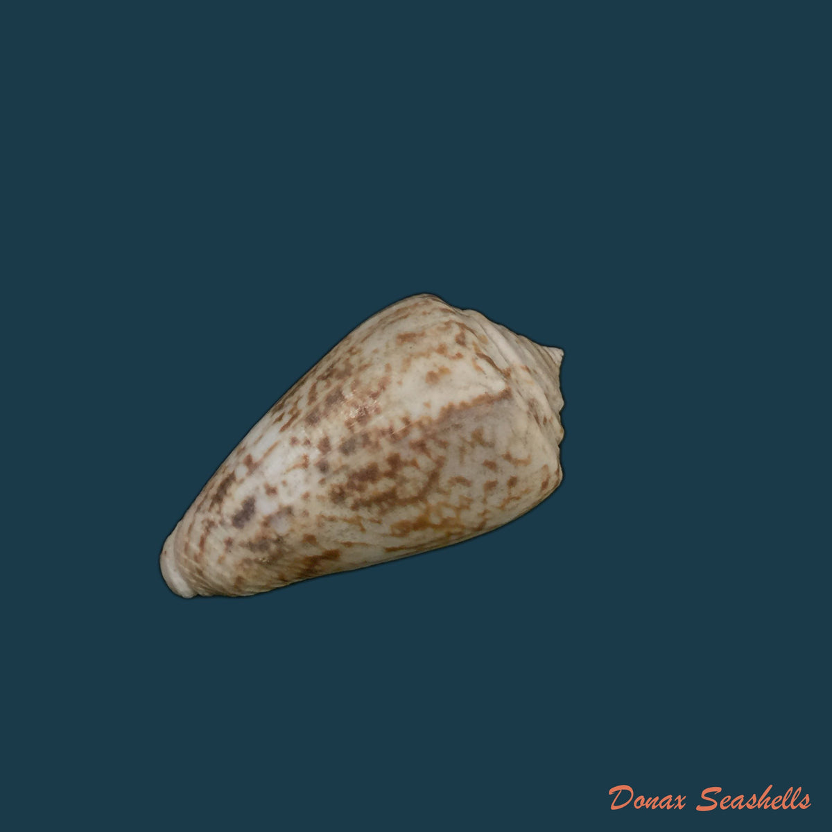 copia-de-conus-nussatella-linnaeus-1758-47-7mm