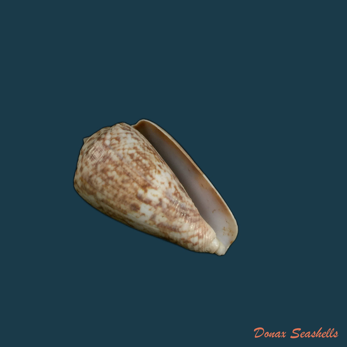 copia-de-conus-nussatella-linnaeus-1758-47-7mm
