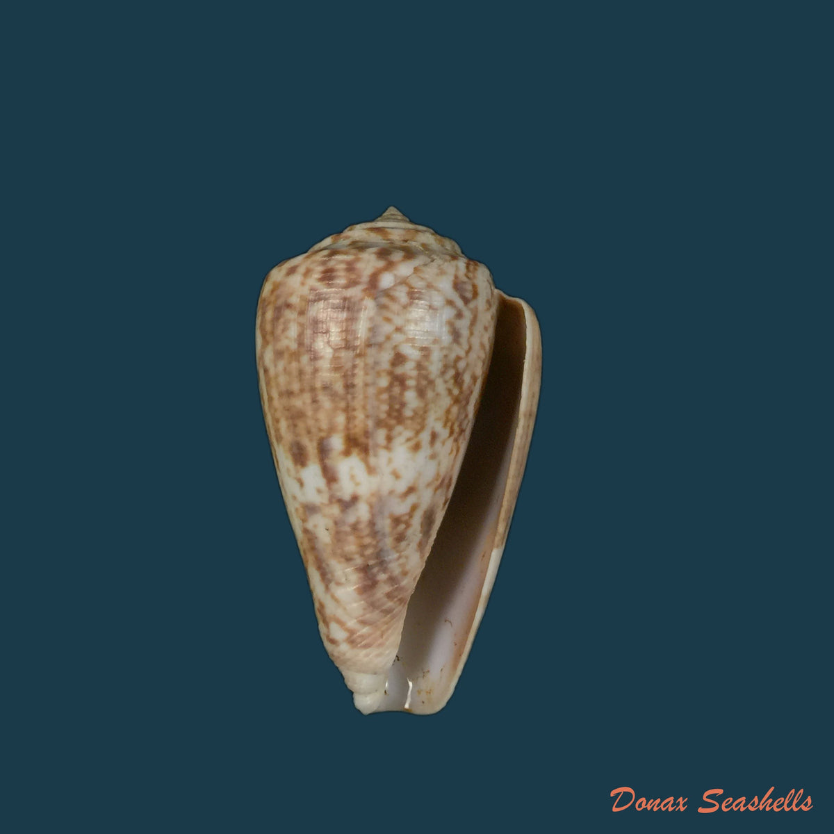 copia-de-conus-nussatella-linnaeus-1758-47-7mm