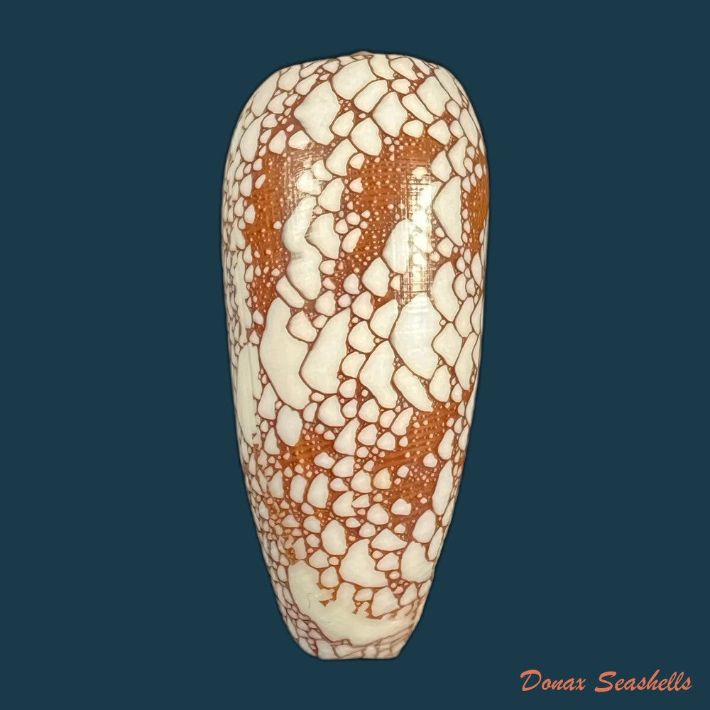 copia-de-conus-omaria-hwass-in-bruguiere-1792-46-6mm