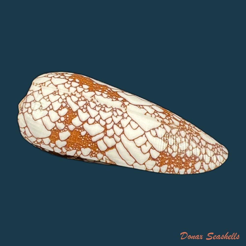 copia-de-conus-omaria-hwass-in-bruguiere-1792-46-6mm