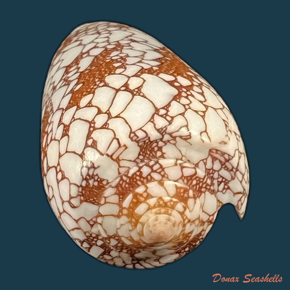 copia-de-conus-omaria-hwass-in-bruguiere-1792-46-6mm