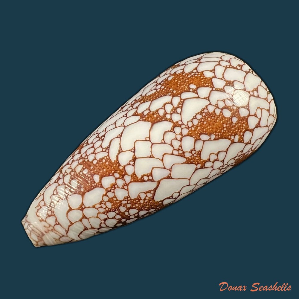 copia-de-conus-omaria-hwass-in-bruguiere-1792-46-6mm