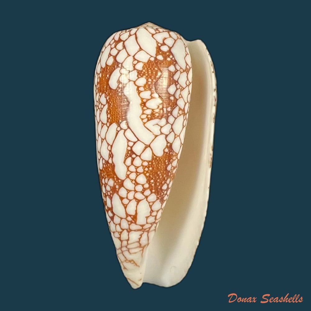 copia-de-conus-omaria-hwass-in-bruguiere-1792-46-6mm