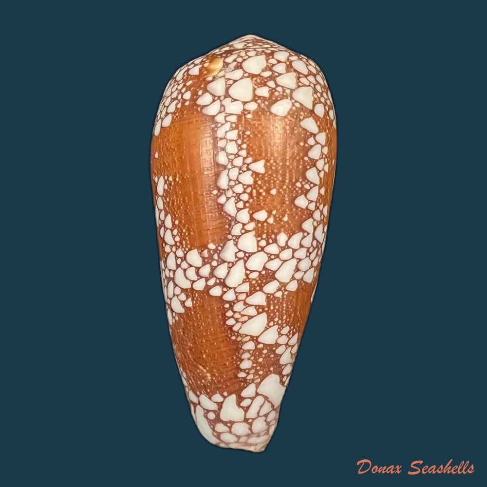 copia-de-conus-omaria-hwass-in-bruguiere-1792-61-7mm