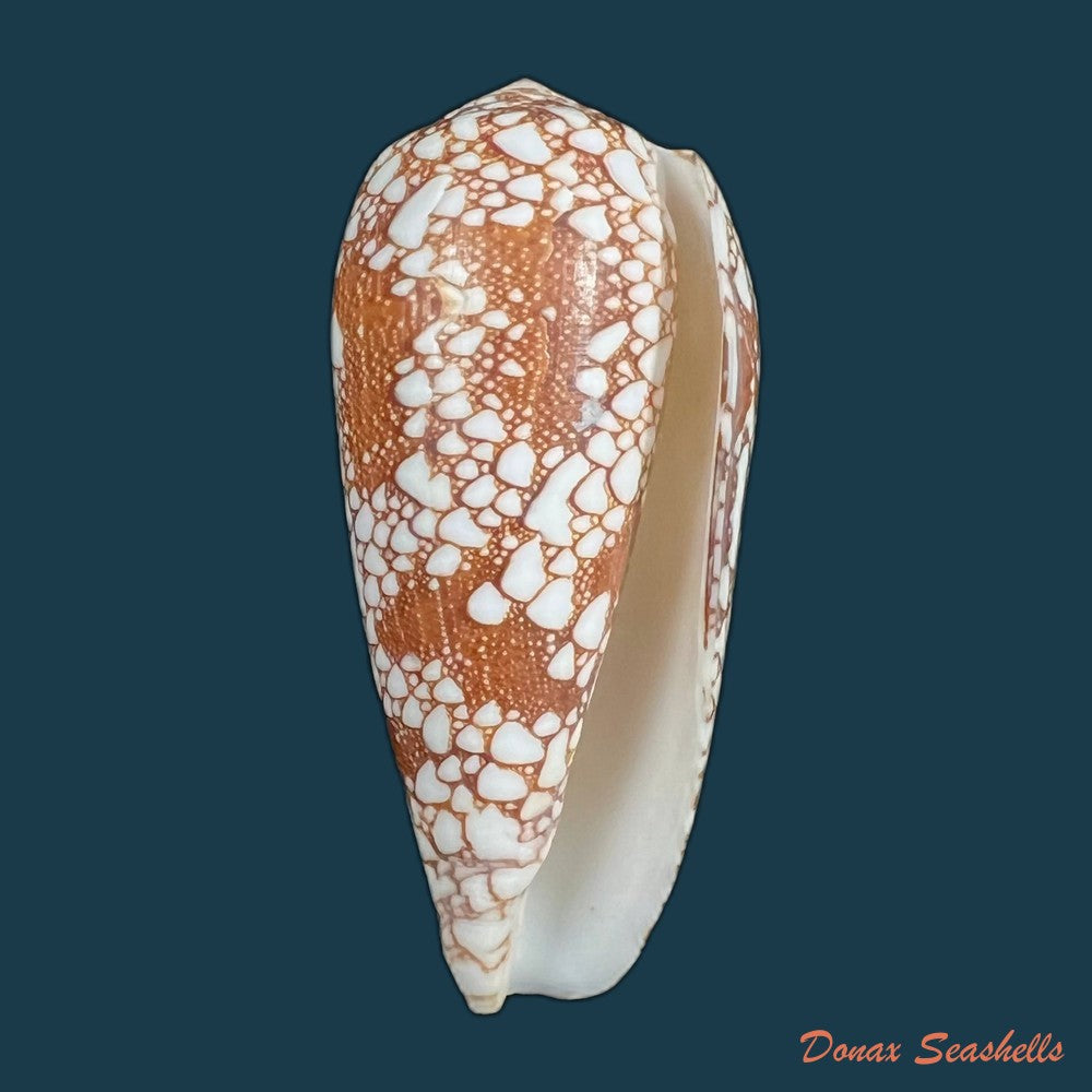 copia-de-conus-omaria-hwass-in-bruguiere-1792-61-7mm