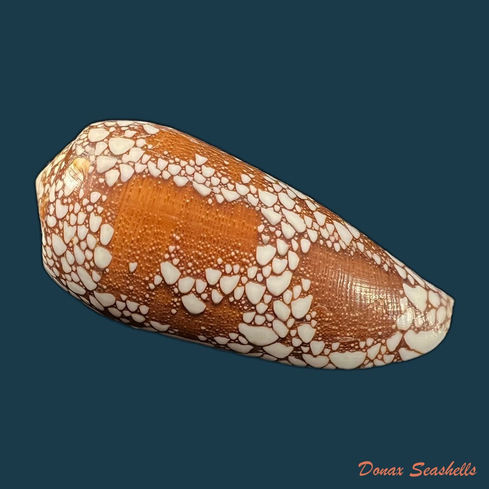 copia-de-conus-omaria-hwass-in-bruguiere-1792-61-7mm