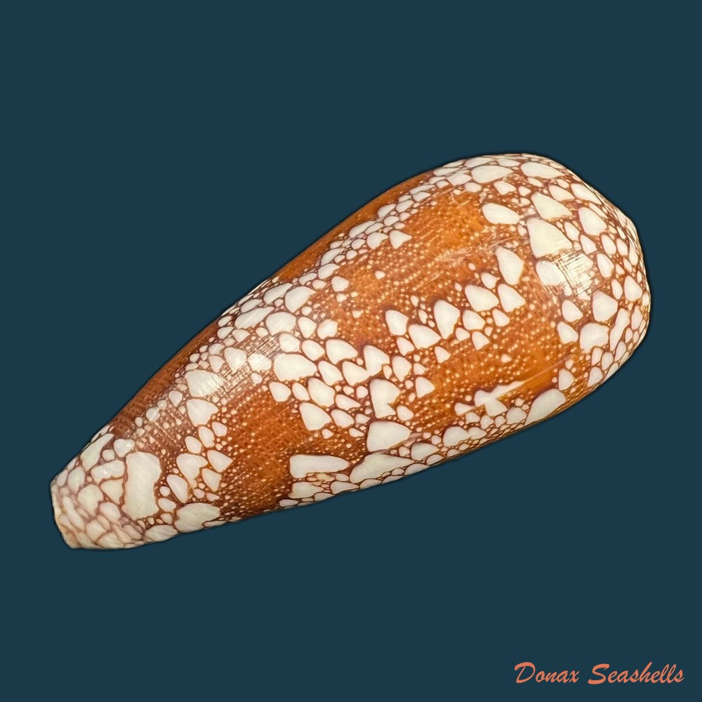 copia-de-conus-omaria-hwass-in-bruguiere-1792-61-7mm