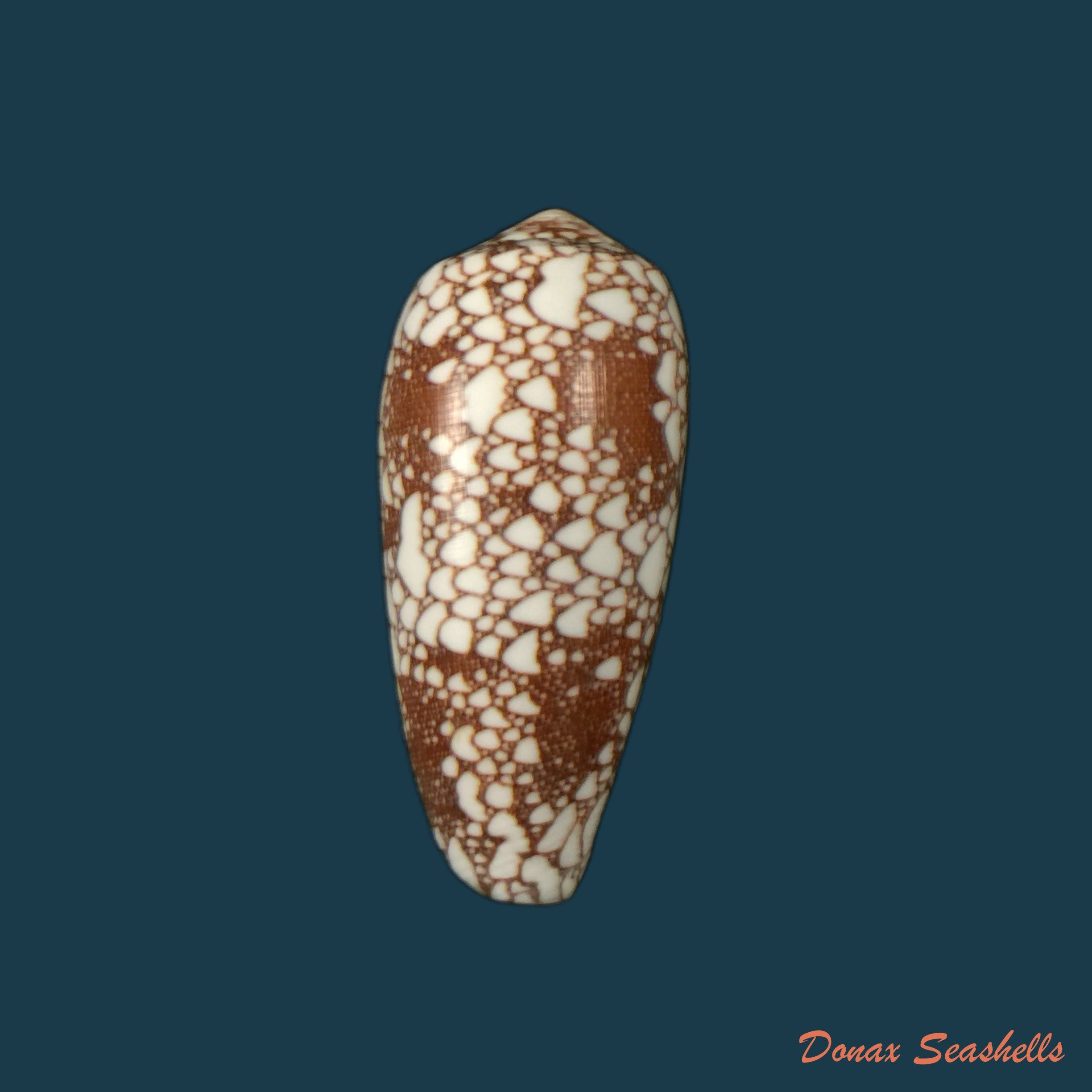 copia-de-conus-omaria-hwass-in-bruguiere-1792-62-3mm