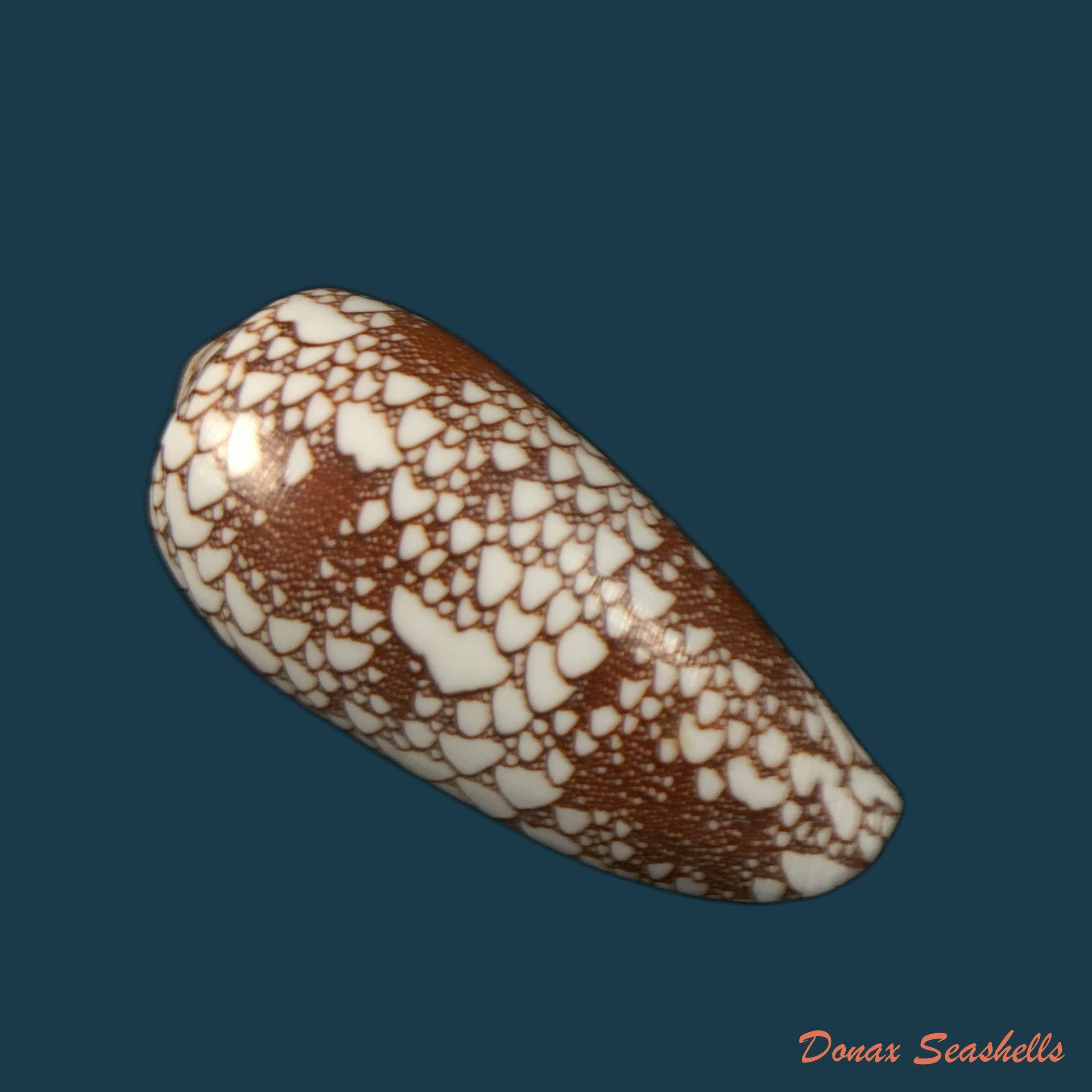 copia-de-conus-omaria-hwass-in-bruguiere-1792-62-3mm