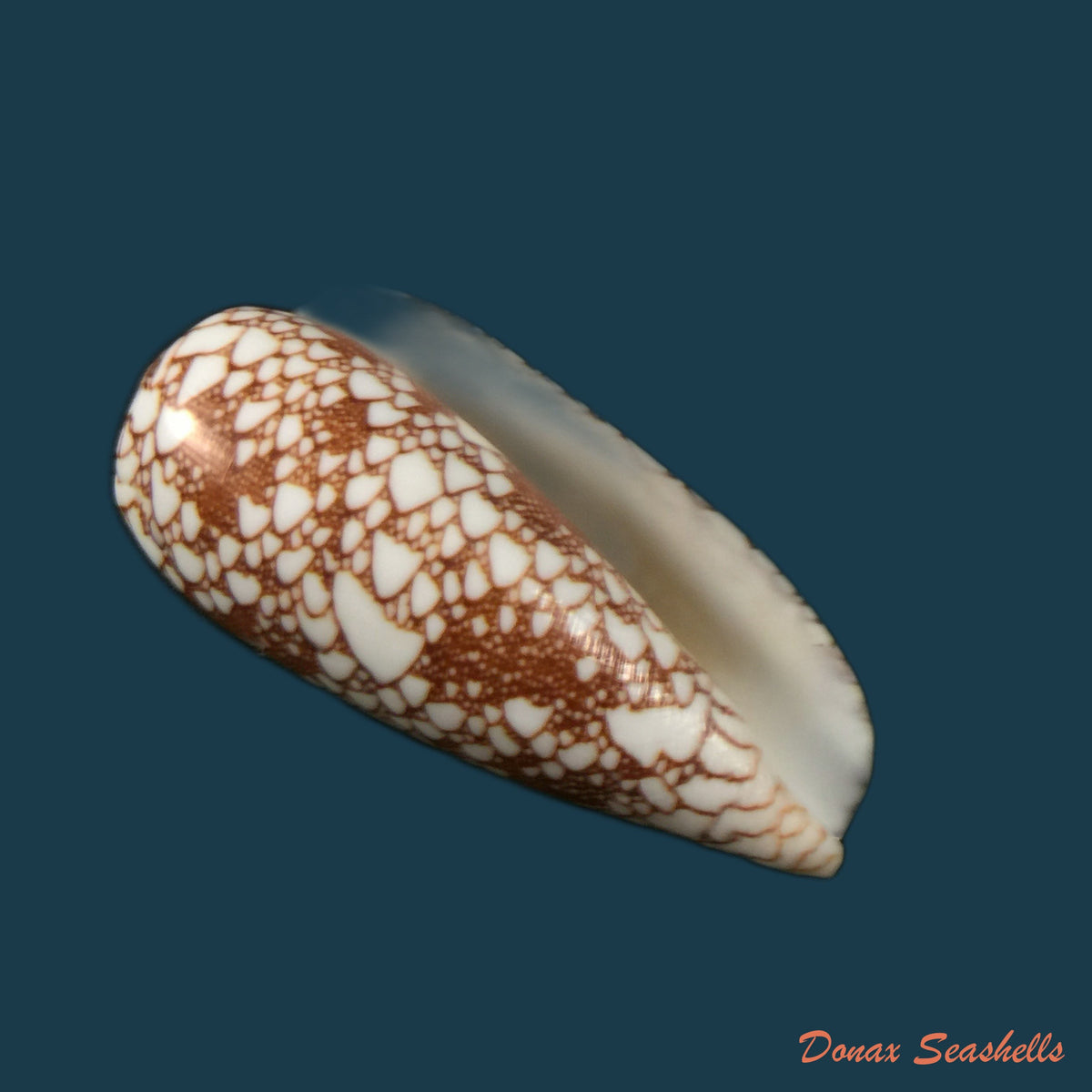 copia-de-conus-omaria-hwass-in-bruguiere-1792-62-3mm
