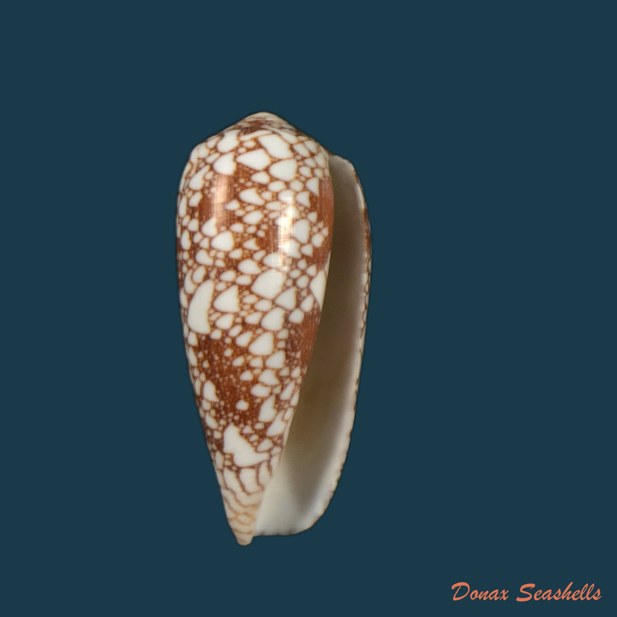 copia-de-conus-omaria-hwass-in-bruguiere-1792-62-3mm
