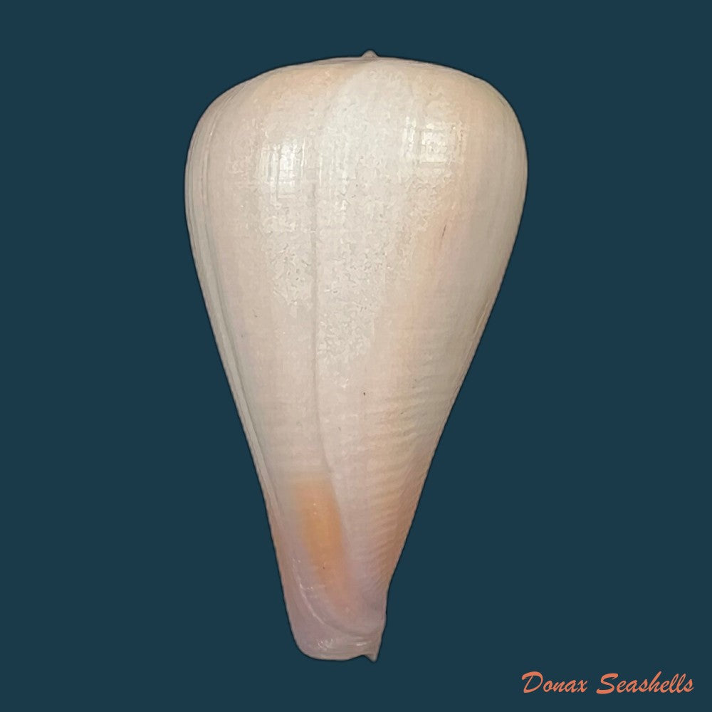 copia-de-conus-patricius-hinds-1843-67-8mm