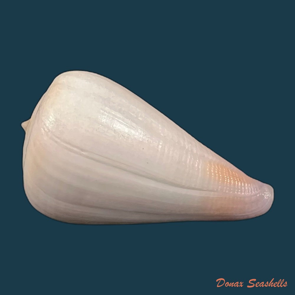 copia-de-conus-patricius-hinds-1843-67-8mm