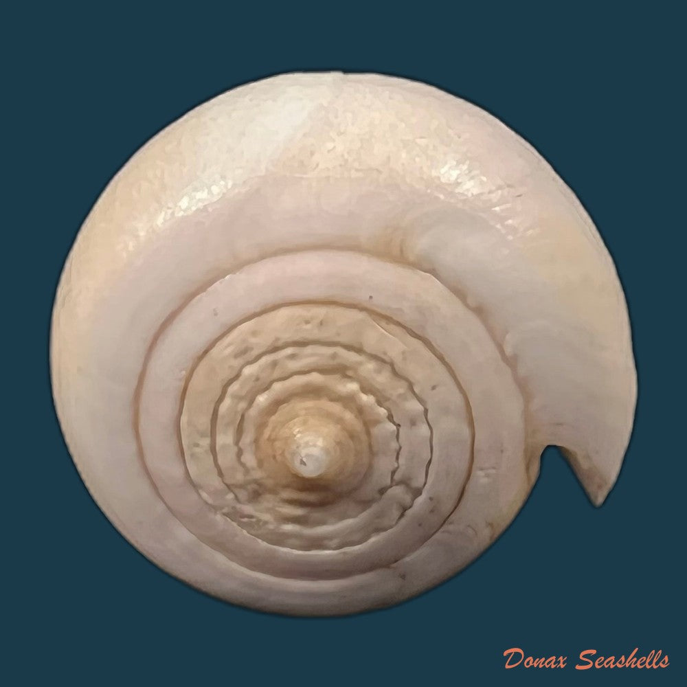 copia-de-conus-patricius-hinds-1843-67-8mm