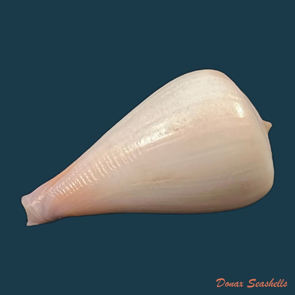 copia-de-conus-patricius-hinds-1843-67-8mm