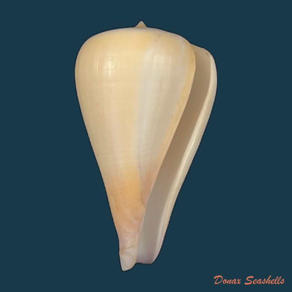 copia-de-conus-patricius-hinds-1843-67-8mm