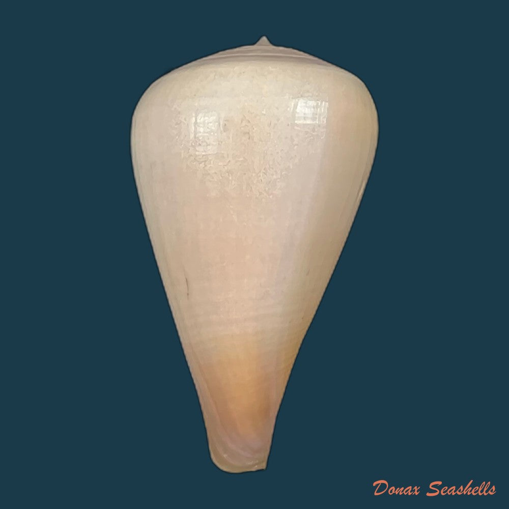 copia-de-conus-patricius-hinds-1843-69-2mm