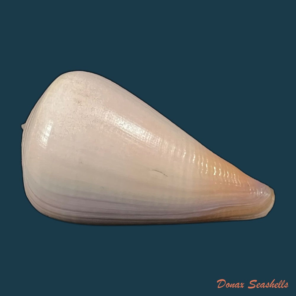 copia-de-conus-patricius-hinds-1843-69-2mm