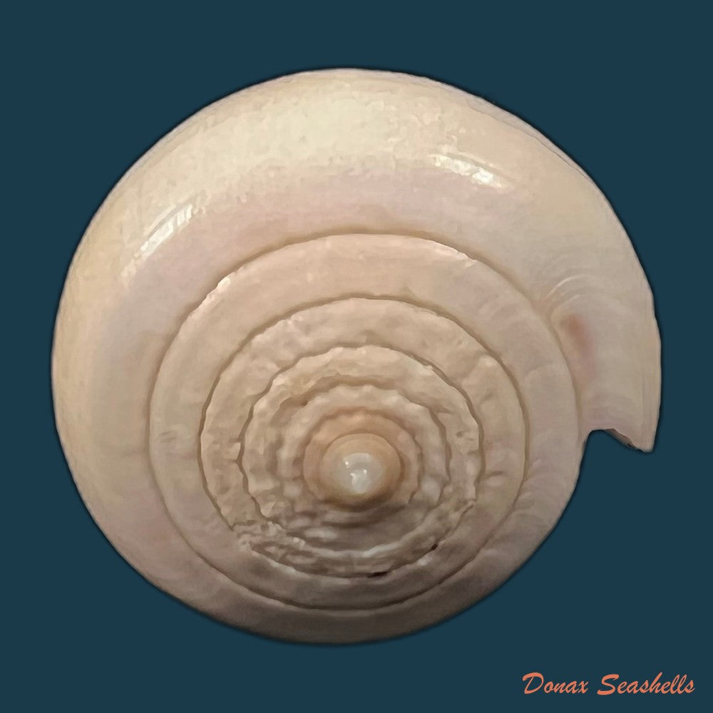 copia-de-conus-patricius-hinds-1843-69-2mm