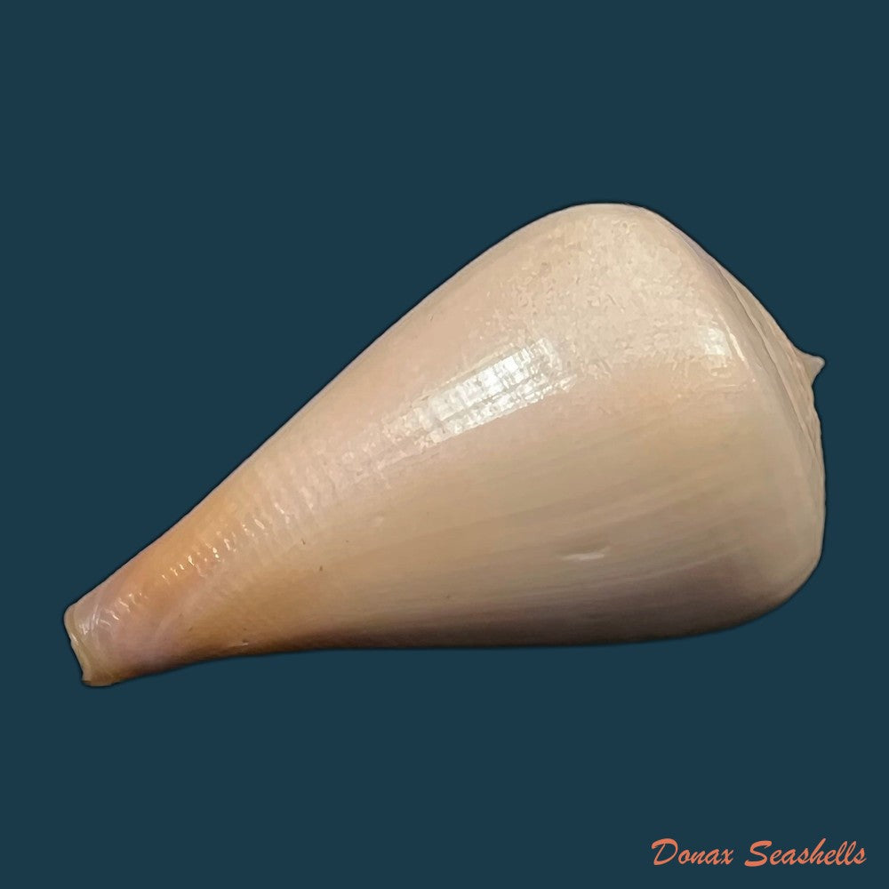 copia-de-conus-patricius-hinds-1843-69-2mm