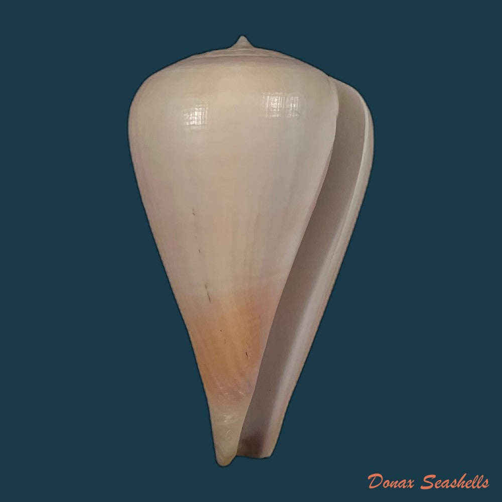 copia-de-conus-patricius-hinds-1843-69-2mm