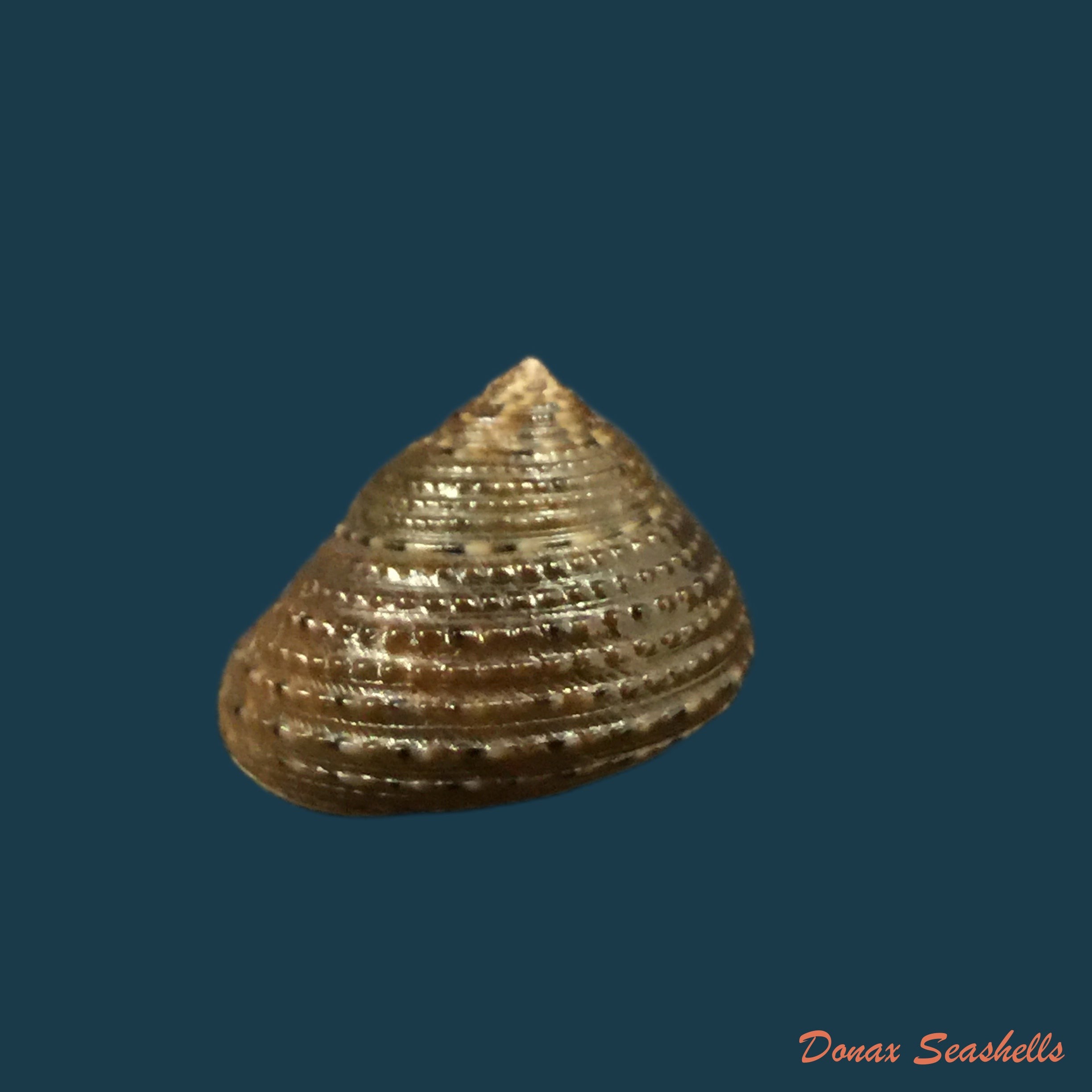 copia-de-conus-pennaceus-lohri-kilburn-1972-46-2mm