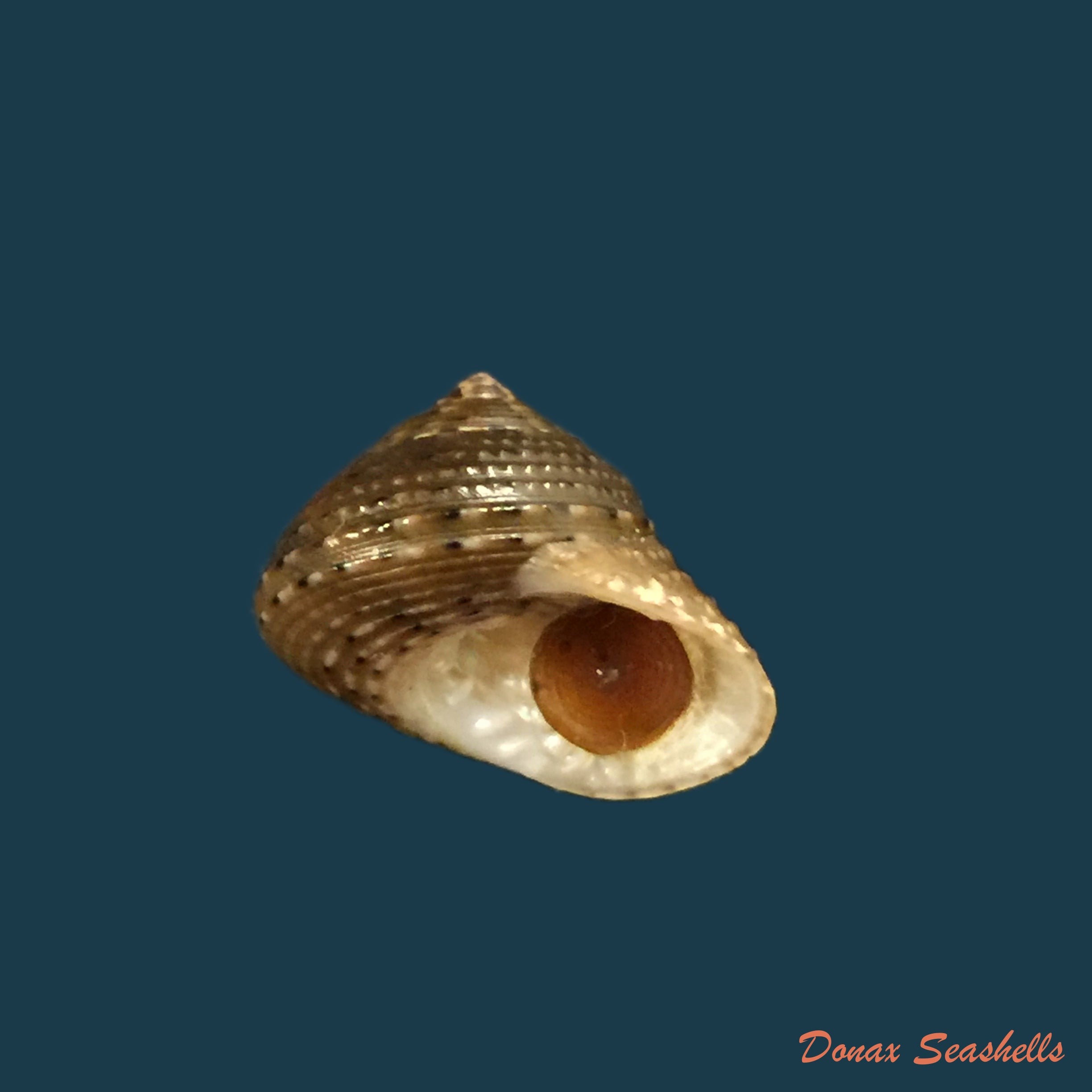 copia-de-conus-pennaceus-lohri-kilburn-1972-46-2mm