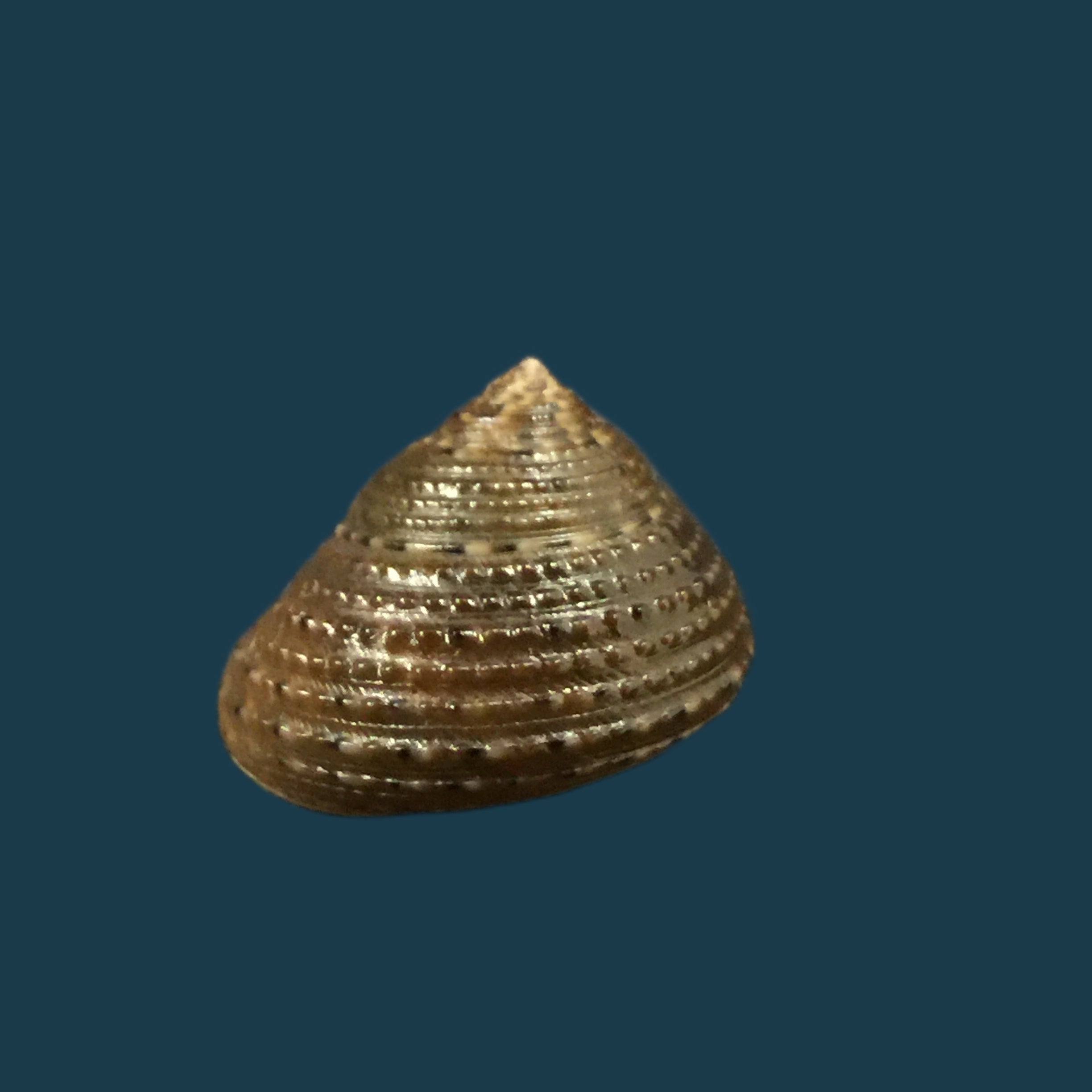 Clanculusvilnus (腓立比, 1846) - 16,7mm