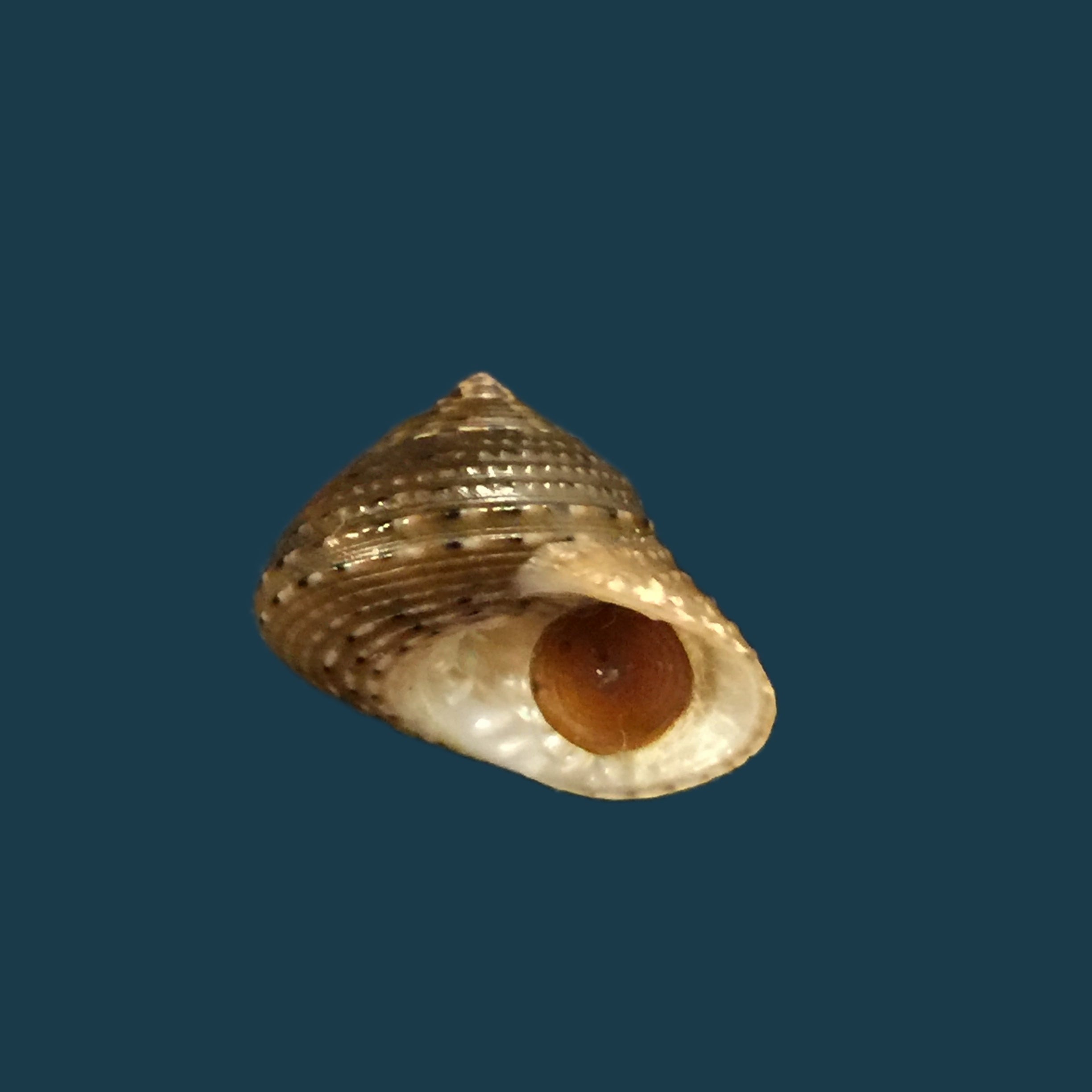 Clanculusvilnus (腓立比, 1846) - 16,7mm