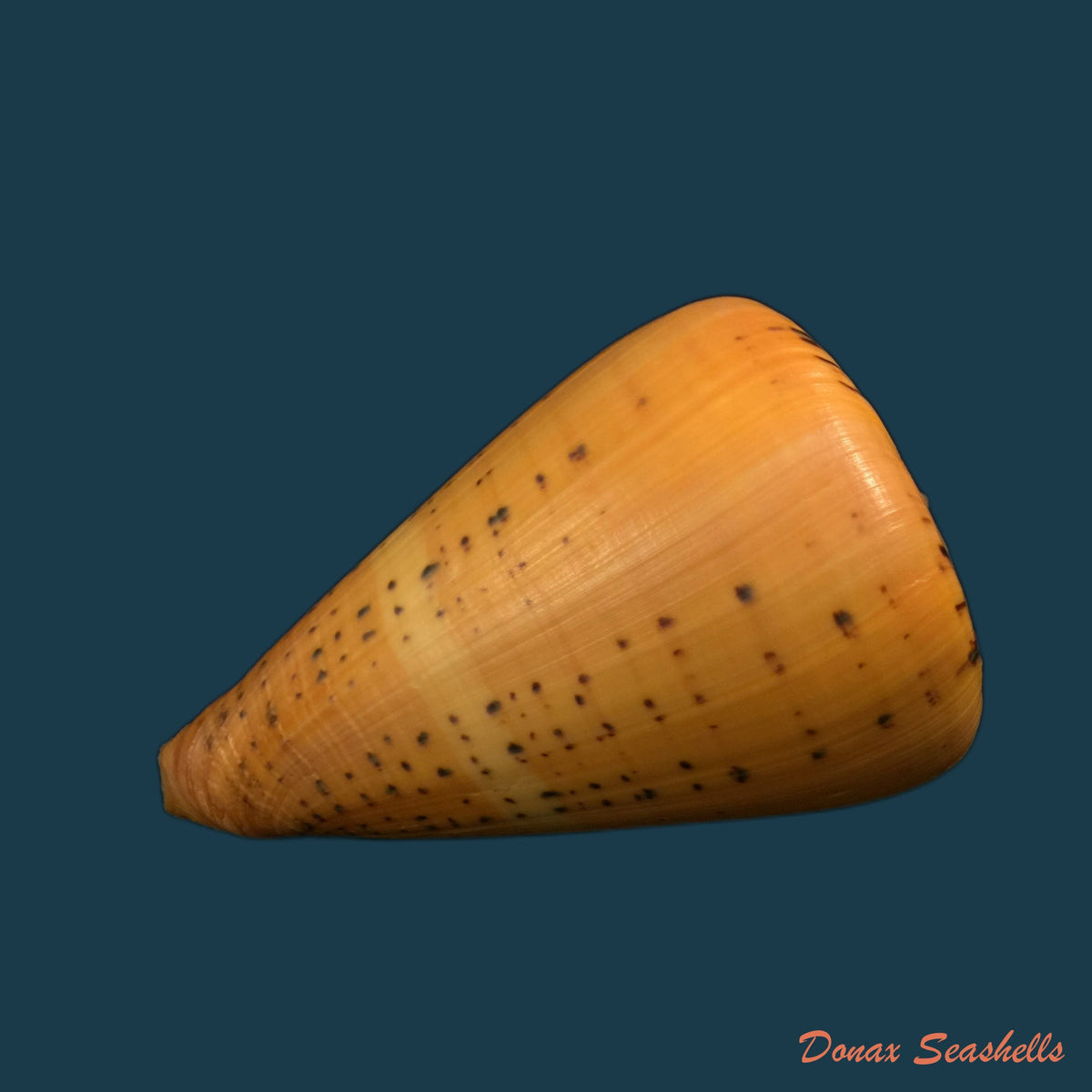 copia-de-conus-pennaceus-lohri-kilburn-1972-46-5mm