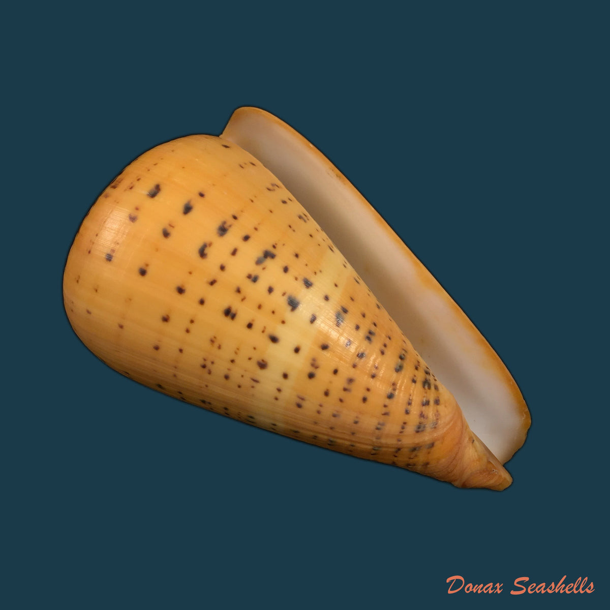 copia-de-conus-pennaceus-lohri-kilburn-1972-46-5mm