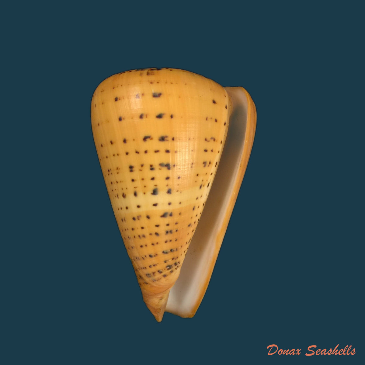 copia-de-conus-pennaceus-lohri-kilburn-1972-46-5mm