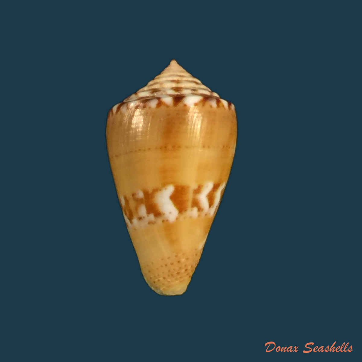 copia-de-conus-pennaceus-lohru-kilburn-1972