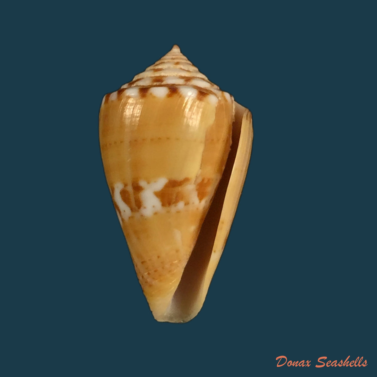copia-de-conus-pennaceus-lohru-kilburn-1972