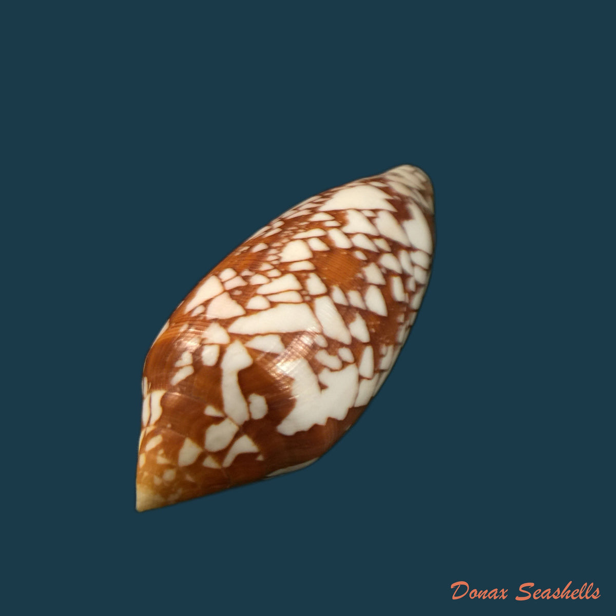 copia-de-conus-quercinus-lightfoot-1786-52-9mm