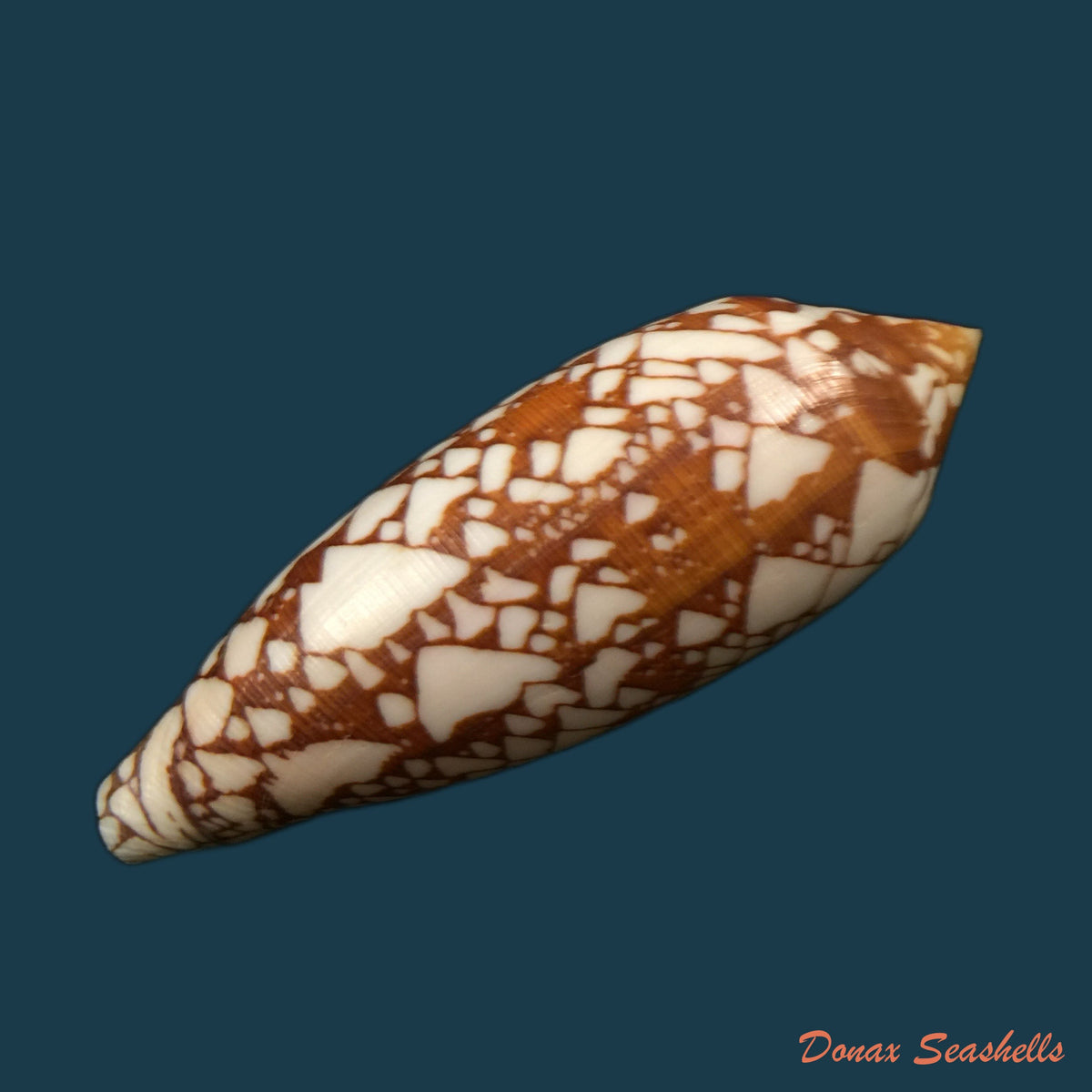 copia-de-conus-quercinus-lightfoot-1786-52-9mm